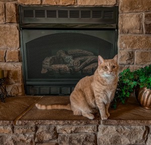 Cute orange tabby sitting on a fireplace in a home in Media PA